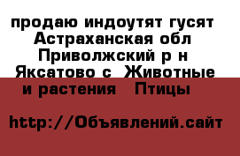 продаю индоутят гусят - Астраханская обл., Приволжский р-н, Яксатово с. Животные и растения » Птицы   